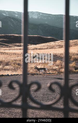 Pronghorn antilope pâturant dans un vieux cimetière de pionniers dans le parc national de Yellowstone, Montana Banque D'Images
