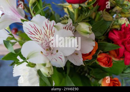 Vue macro abstraite de fleurs en fleurs dans un arrangement de fleuriste d'intérieur, avec un joli lis péruvien blanc et rose Banque D'Images