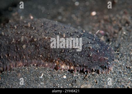 Concombre de mer à franges noires, Holothuria leucospilota, plongée de nuit, site de plongée TK1, détroit de Lembeh, Sulawesi, Indonésie Banque D'Images