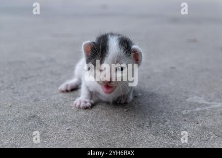 un chaton borgne abandonné pauvre gémit et rampait avec difficulté Banque D'Images