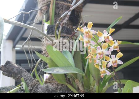 orchidées fleurissant dans la cour Banque D'Images
