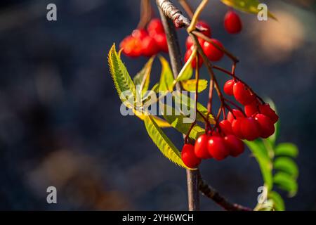 Gros plan du petit Rowan avec des baies de rowan au début de novembre 2024 à Norrköping, Suède Banque D'Images