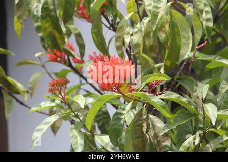 Les fleurs d'Ashoka sont orange dans le jardin. Banque D'Images