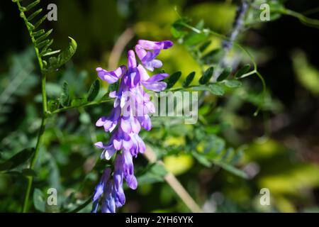 Vetch, vicia craca plante précieuse au miel, fourrages, et plante médicinale. Fond fragile de fleurs violettes. Fleur de vesce de printemps, laineux ou fourragère Banque D'Images