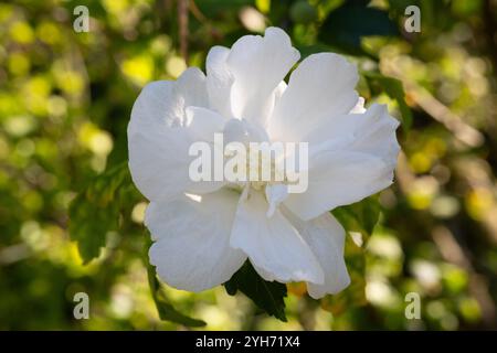 Une fleur blanche d'hibiscus syriacus plante, communément connue sous le nom de rose coréenne, rose de Sharon, kacia syrien, arbuste althea ou mouchelier rose, dans un jardin à Banque D'Images