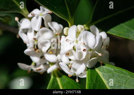 Osmanthus fragrans. Petites fleurs blanches sur une branche dans le jardin. Le parfum des fleurs d'osmanthus est utilisé en parfumerie. Banque D'Images