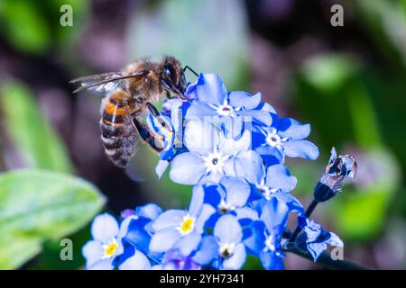 Une abeille (Apis mellifera) recueillant le nectar d'une fleur bleu vif. Capturé dans un cadre naturel, ce gros plan met en évidence le rôle essentiel de O. Banque D'Images