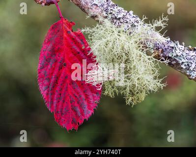 Le feuillage d'automne écarlate de la cerise à floraison robuste Prunus 'Royal Burgundy' contraste avec le lichen fructicose, Usnea subfloridana Banque D'Images