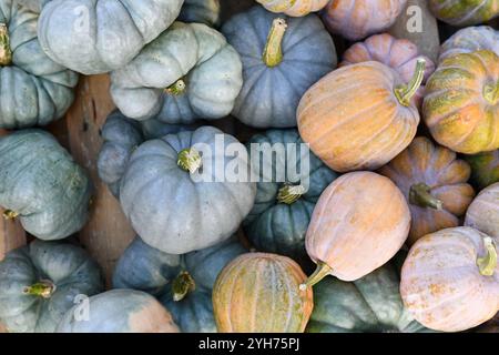 Mélange de citrouilles bleues 'Jarrahdale' et de courges 'Cucurbita moschata Autumn Frost F1' de couleur pastel Banque D'Images