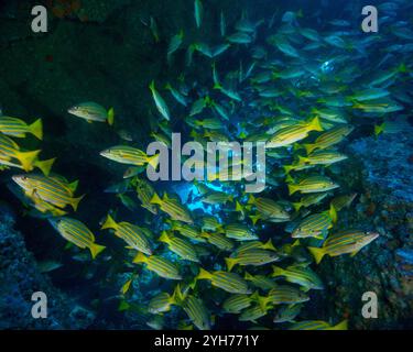 snapper shoal cocos island Banque D'Images