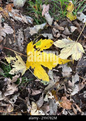 Feuilles d'automne jaunes et brunes tombées du sycomore, Suffolk, Angleterre, Royaume-Uni Banque D'Images