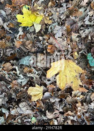 Feuilles d'automne jaunes et brunes tombées du sycomore, Suffolk, Angleterre, Royaume-Uni Banque D'Images