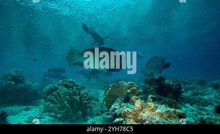 Humphead Parrotfish Sipidan Banque D'Images