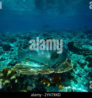 Humphead Parrotfish Sipidan Banque D'Images