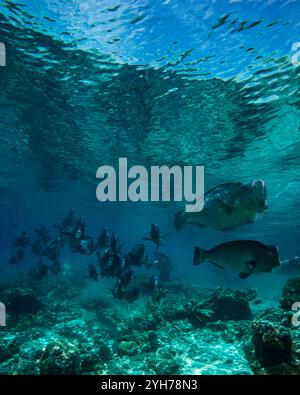 Humphead Parrotfish Sipidan Banque D'Images