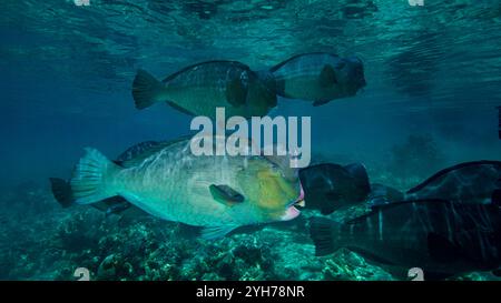 Humphead Parrotfish Sipidan Banque D'Images