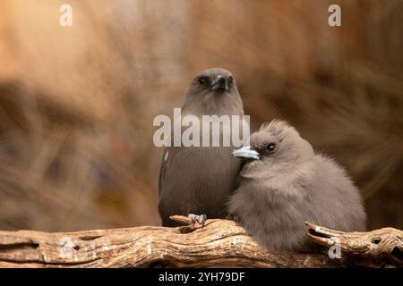 L'hirondelle des bois sombre est un oiseau gros aux larges ailes triangulaires et au bec court et décalé ; son plumage est brun-gris foncé Banque D'Images