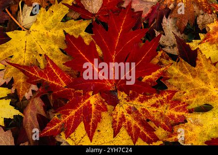 Feuilles d'automne rouge et jaune éclatantes sur le sol Banque D'Images