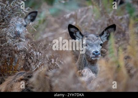 Londres, Royaume-Uni. 10 novembre 2024. Météo britannique – deux cerfs rouges femelles (connus sous le nom de Does) vus pendant la saison de rut à Richmond Park. Les cerfs ont été initialement introduits dans le parc par le roi Charles 1 en 1637 et aujourd'hui, environ 630 cerfs rouges sauvages et en jachère errent librement autour de la forêt du parc. Les prévisions sont pour le temps exceptionnellement sombre de se dégager avec le soleil pour revenir la semaine prochaine. Credit : Stephen Chung / Alamy Live News Banque D'Images