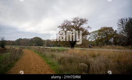 Londres, Royaume-Uni. 10 novembre 2024. Météo britannique – Une vue générale du parc Richmond avec un épais nuage bas. Les prévisions sont pour le temps exceptionnellement sombre de se dégager avec le soleil pour revenir la semaine prochaine. Credit : Stephen Chung / Alamy Live News Banque D'Images