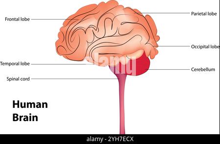 Diagramme du cerveau humain Illustration de Vecteur