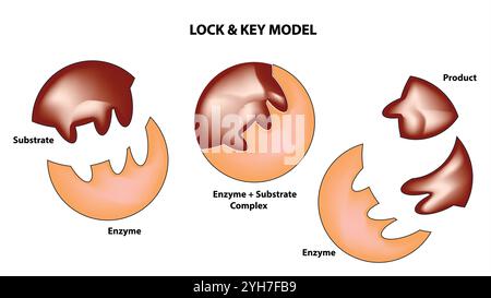 Modèle d'activité enzymatique : modèle Induced Fit d'action catalytique avec substrat et produit Illustration de Vecteur