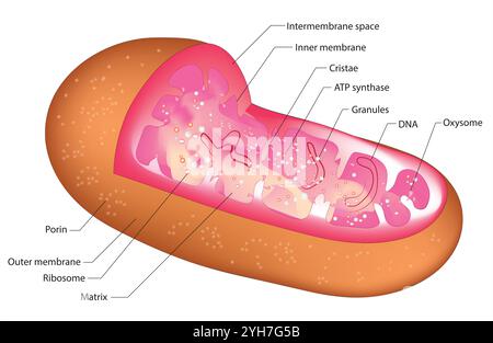 Diagramme vectoriel des mitochondries. Vue en coupe transversale. Infographie médicale Illustration de Vecteur