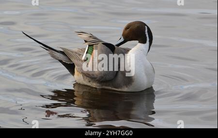 Mâle Pintail (Anas acuta) prise à WWT Martin Mere, Lancashire, Royaume-Uni le 12 janvier 2022. Banque D'Images