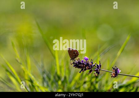 Un papillon bleu commun (Polyommatus icarus), montrant sous les ailes, perché sur des herbes délicates et des marguerites de Michaelmas. Banque D'Images