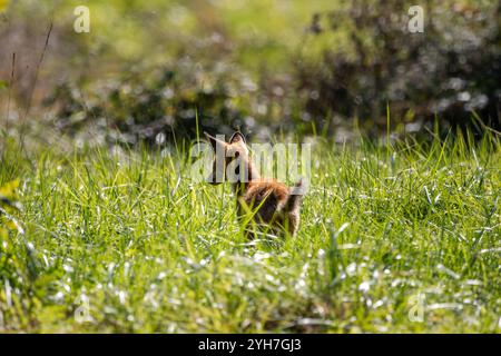 Un jeune renard européen (Vulpes vulpes crucigera) trottant à travers le champ en plein jour. Banque D'Images