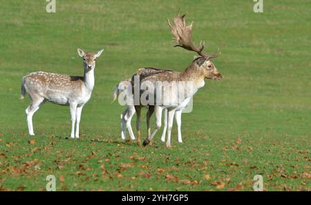 Cerf en jachère et haies (Dama dama) prise à Tatton Park, Knutsford, Royaume-Uni le 22 octobre 2024 Banque D'Images