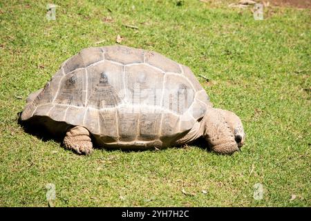 Les tortues Aldabras sont l'une des plus grandes tortues terrestres du monde Banque D'Images