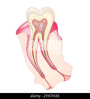 Anatomie dentaire. Section transversale de la dentine. Anatomie et histologie. Tubules dentinaires sur fond blanc Illustration de Vecteur
