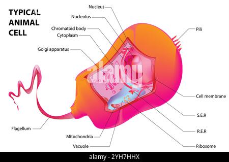 Structure d'une cellule animale typique. Vecteur Illustration de Vecteur