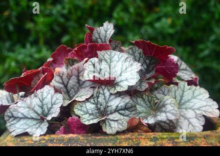 Argenté/pourpre feuillage Heuchera 'Cinnabar Silver' (cloches de corail) exposé dans un jardin de campagne anglais, Lancashire, Angleterre, Royaume-Uni Banque D'Images