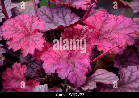 Framboise/feuillage rouge Heuchera sanguinea 'Berry Smoothie' (cloches de corail) fleurs et feuilles exposées dans un jardin de campagne anglais, Lancashire, Angleterre, Banque D'Images