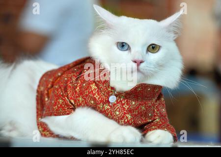 Ayutthaya. 10 novembre 2024. Un chat en robe est vu à l'événement 'Journée du chat' qui a lieu au Musée national de Chao Sam Phraya dans la province d'Ayutthaya en Thaïlande, le 10 novembre 2024. Crédit : Rachen Sageamsak/Xinhua/Alamy Live News Banque D'Images