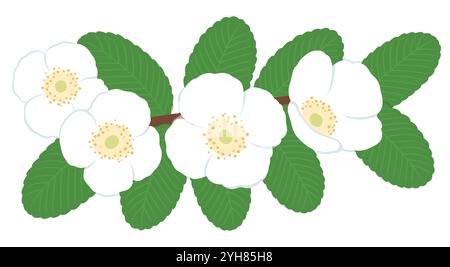 Ulmo (Eucryphia cordifolia) branche avec des fleurs et des feuilles. Illustration vectorielle sur fond blanc. Illustration de Vecteur