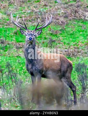 Deer Park dans le Derbyshire image de Mark Dunn Banque D'Images