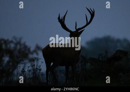 Deer Park dans le Derbyshire image de Mark Dunn Banque D'Images