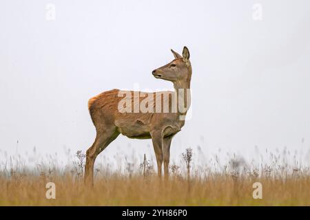 Deer Park dans le Derbyshire image de Mark Dunn Banque D'Images