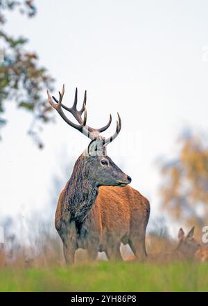 Deer Park dans le Derbyshire image de Mark Dunn Banque D'Images