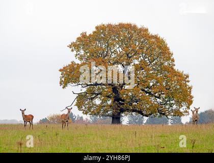 Deer Park dans le Derbyshire image de Mark Dunn Banque D'Images