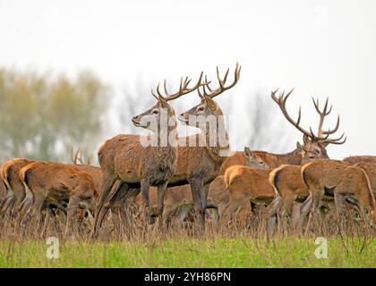 Deer Park dans le Derbyshire image de Mark Dunn Banque D'Images