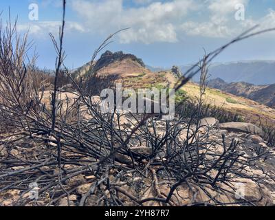Brousse brûlée dans les montagnes après les incendies de forêt sur l'île de Madère, Portugal. Banque D'Images