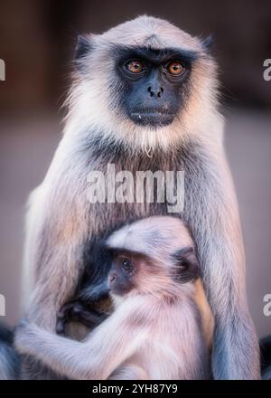 Hanuman langur (Semnopithecus), Gujarat, Inde Banque D'Images