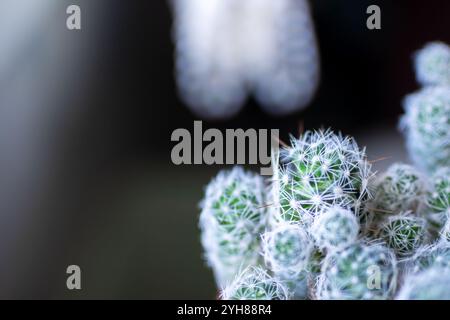 Voici une vue rapprochée détaillée d'un tas de petites plantes de cactus vibrantes, mettant en valeur leurs textures et formes uniques Banque D'Images