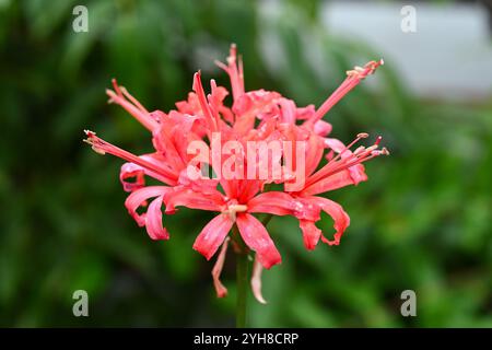 Fleur de lis de Guernesey ou tendre nerine Sarniensis dans le jardin britannique octobre Banque D'Images