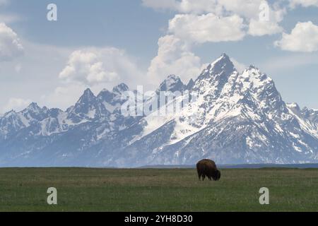 Un bison seul pèle sous les montagnes Teton dans le parc national de Grand Teton, Wyoming. Banque D'Images