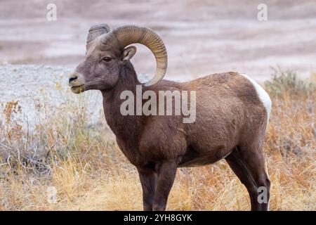 Un bélier de mouton bighorn mange de l'herbe près d'une falaise dans le parc national des Badlands, Dakota du Sud. Banque D'Images